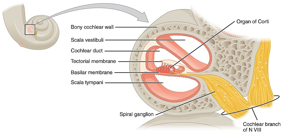 “1406_Cochlea” by OpenStax is licensed under CC BY 4.0 Illustration showing major structures of the cochlea