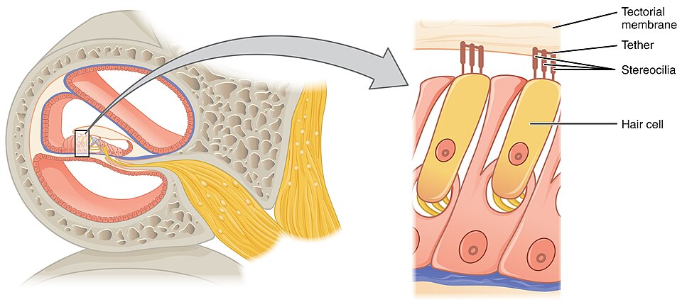 “1407_The_Hair_Cell” by OpenStax is licensed under CC BY 4.0 Illustration showing locations and major structures of the hair cell