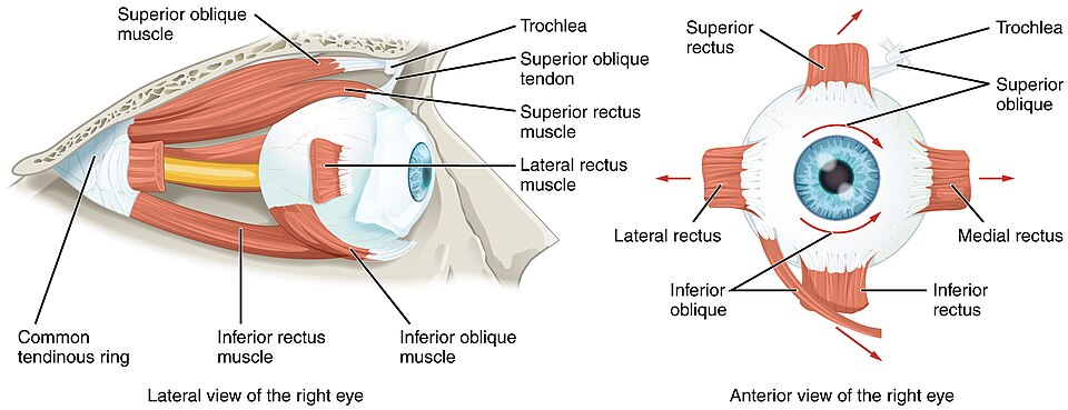 “1412_Extraocular_Muscles” by OpenStax College is licensed under CC BY 3.0 Illustration showing location and major structures of extraocular muscles