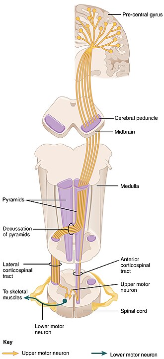 Illustration showing the location and major structures of the corticospinal pathway