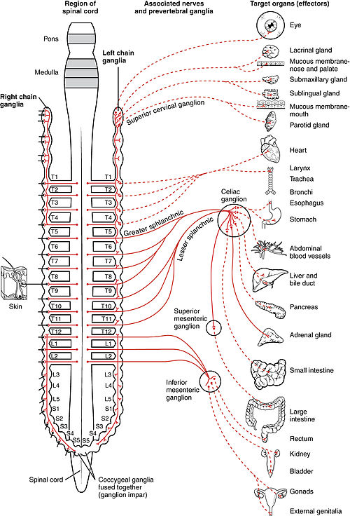 Illustration showing connections of the sympathetic nervous system with labels