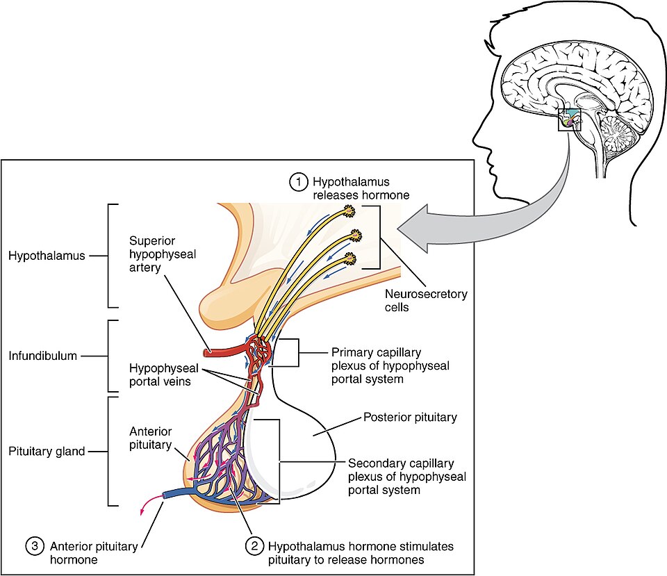“1808_The_Anterior_Pituitary_Complex” by OpenStax College is licensed under CC BY 3.0 Illustration showing the location and components of the anterior pituitary complex