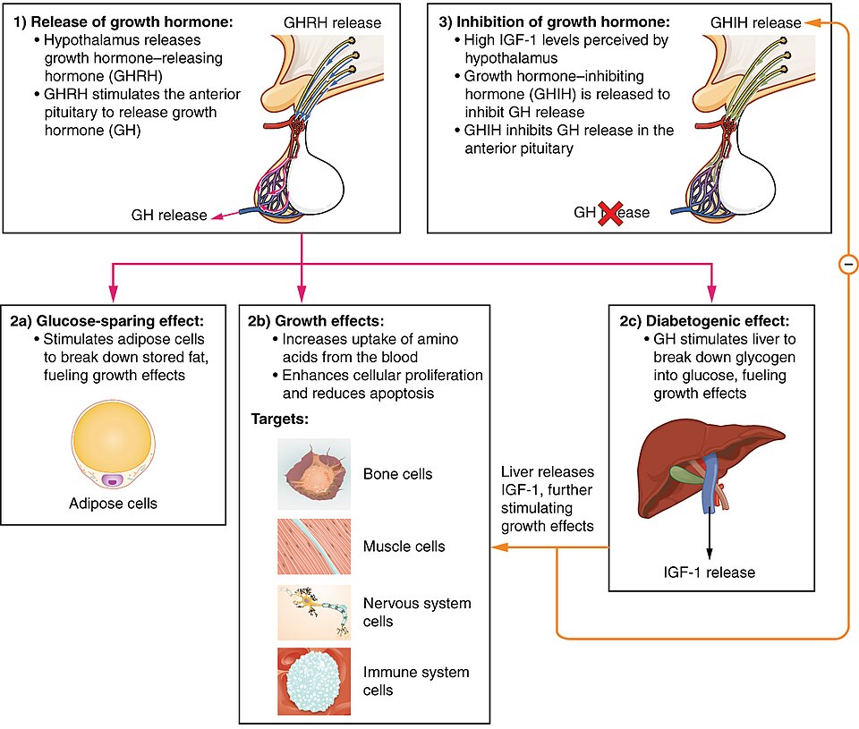 “1809_Hormonal_Regulation_of_Growth” by OpenStax College is licensed under CC BY 3.0 Infographic depicting hormonal regulation of growth