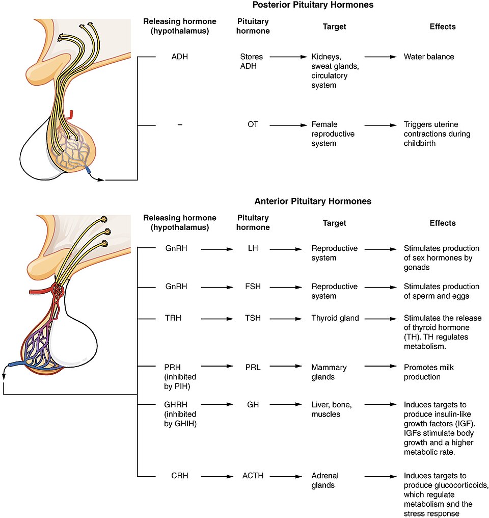 “1810_Major_Pituitary_Hormones” by OpenStax College is licensed under CC BY 3.0 Infographic detailing both posterior and anterior pituitary hormones