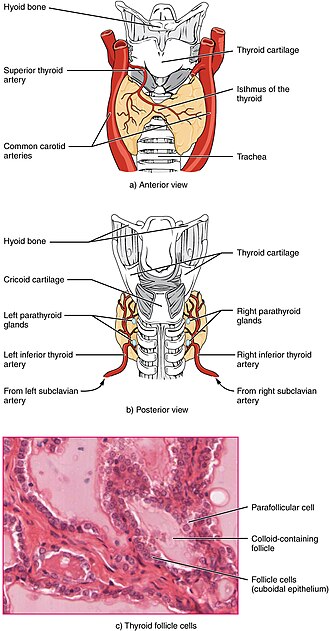 ‘1811_The_Thyroid_Gland” by OpenStax College is licensed under CC BY 3.0 Illustration showing posterior and anterior views of the thyroid along with a micrograph of thyroid follicle cells