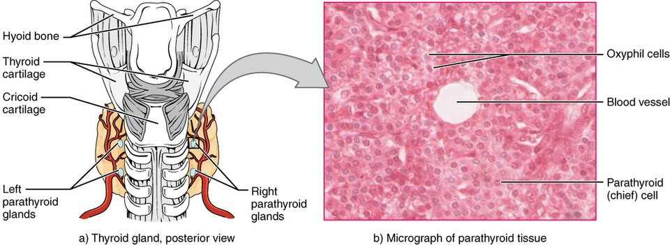 “1814_The_Parathyroid_Glands” by OpenStax College is licensed under CC BY 3.0 Illustration showing a posterior view of the thyroid gland along with a micrograph of parathyroid tissue
