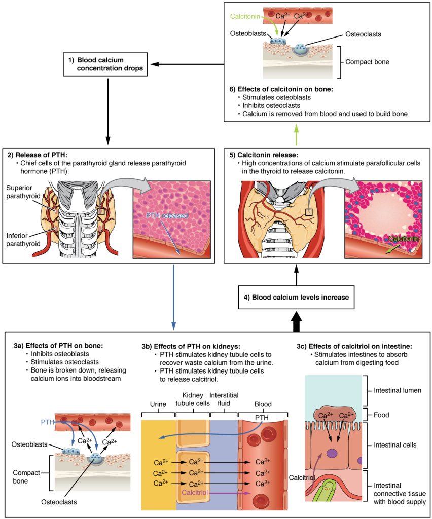 “1817_The_Role_of_Parathyroid_Hormone_in_Maintaining_Blood_Calcium_Homeostasis” by OpenStax College is licensed under CC BY 3.0 Infographic depicting the role of parathyroid hormone in maintaining blood calcium homeostasis
