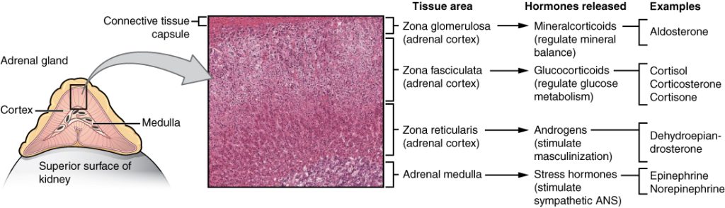 “1818_The_Adrenal_Glands” by OpenStax College is licensed under CC BY 3.0 Illustration and micrograph showing the adrenal glands and tissue, along with text to explain hormones released
