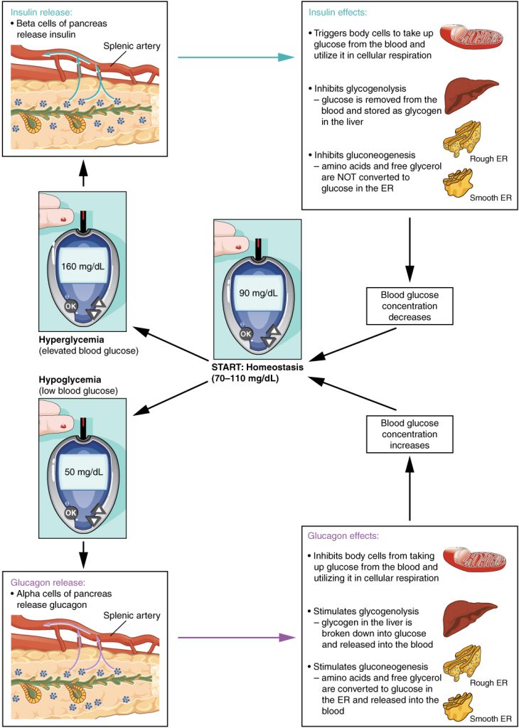 “1822_The_Homostatic_Regulation_of_Blood_Glucose_Level” by OpenStax College is licensed under CC BY 3.0 Infographic depicting the homeostatic regulation of blood glucose levels