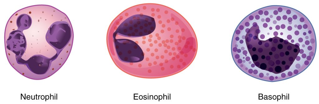“1907_Granular_Leukocytes” by OpenStax College is licensed under CC BY 3.0 Illustration showing a neutrophil, eosinophil, and basophil