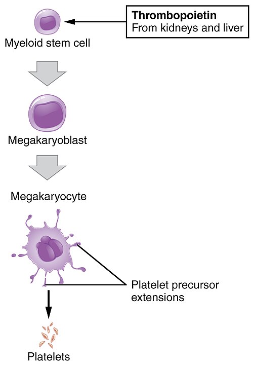 “1908_Platelet_Development” by OpenStax College is licensed under CC BY 3.0 Illustration with text detailing platelet development