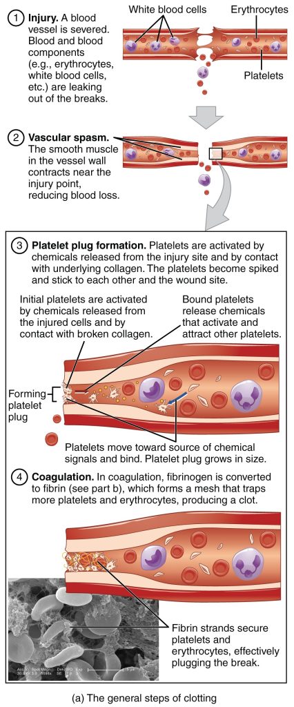 This image is derived from ”1909_Blood_Clotting” by OpenStax College is licensed under CC BY 3.0 Image showing process of blood clotting with text labels and explanations