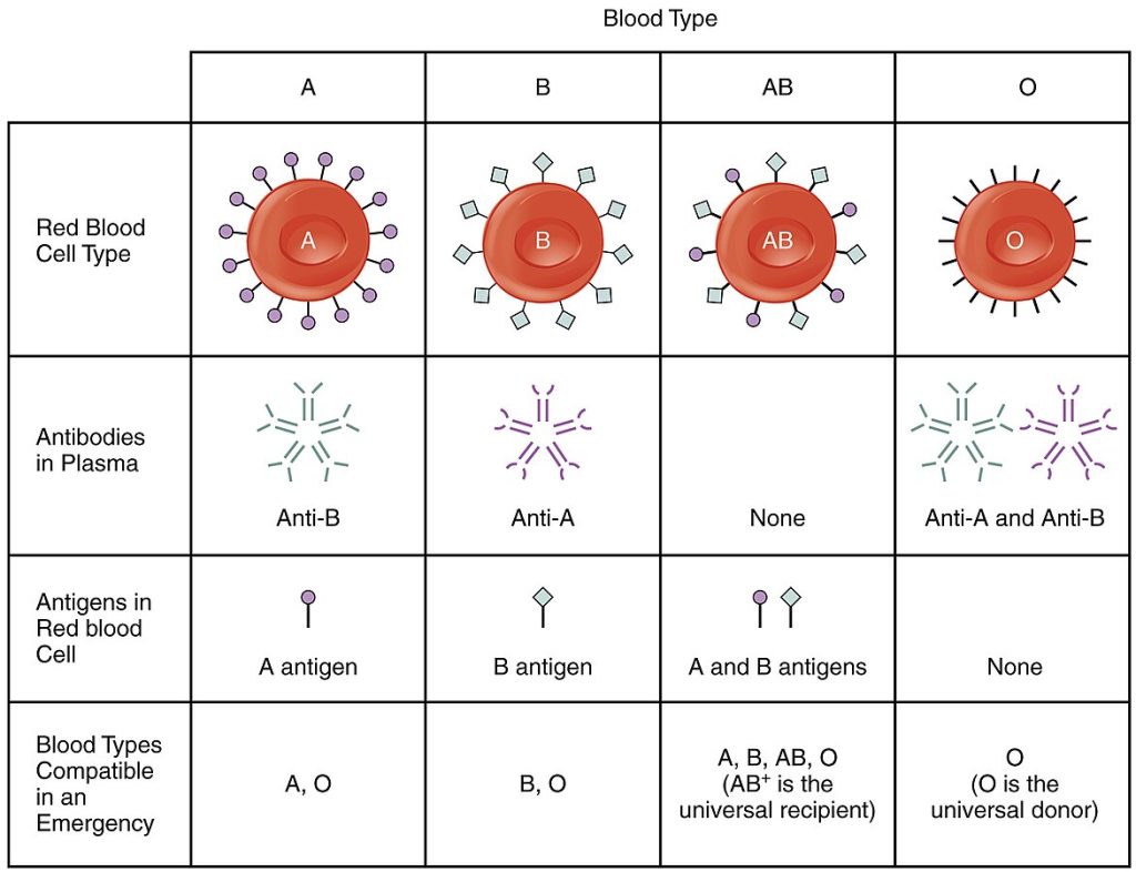 “1913_ABO_Blood_Groups” by OpenStax College is licensed under CC BY 3.0 A table showing red blood cell types, antibodies in plasma, antigens in red blood cell, and blood type compatibility
