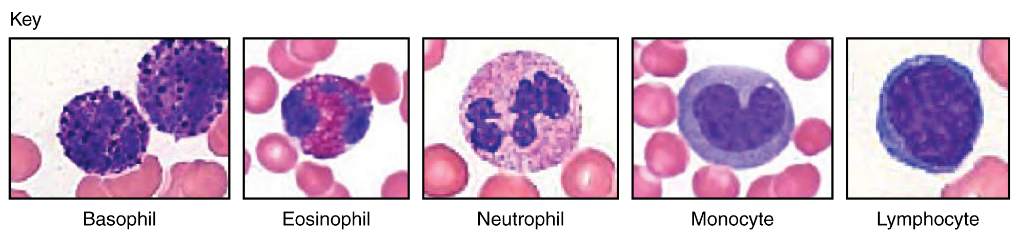 “1916_Leukocyte_Key” by OpenStax College is licensed under CC BY 3.0 Leukocyte Key