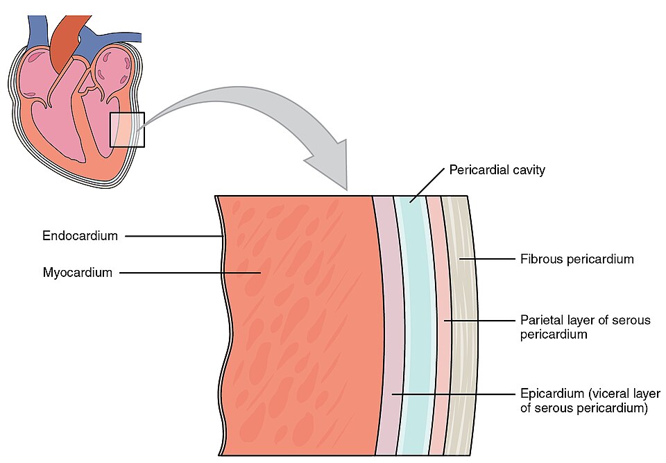 “2004_Heart_Wall” by OpenStax College is licensed under CC BY 3.0 Illustration showing the heart wall with text labels for major structures
