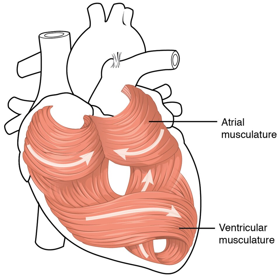 “2006_Heart_Musculature” by OpenStax College is licensed under CC BY 3.0 Illustration showing heart musculature