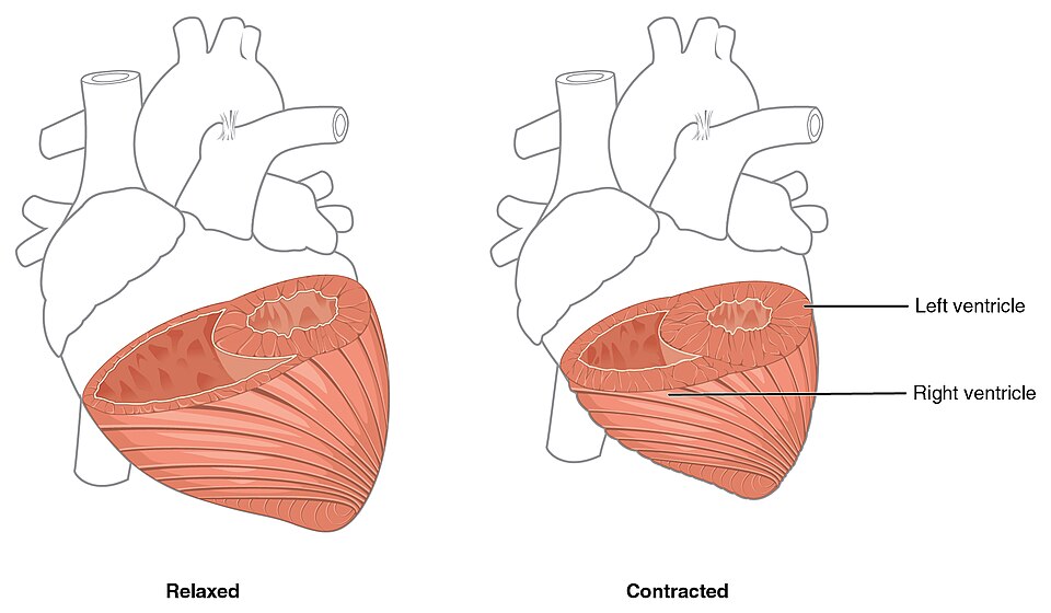 “2007_Ventricular_Muscle_Thickness” by OpenStax College is licensed under CC BY 3.0 Illustration showing ventricular muscle thickness in both relaxed and contracted states