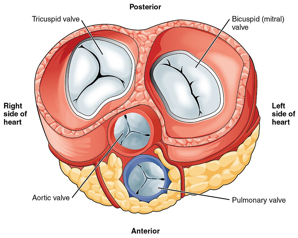 “2011_Heart_Valves” by OpenStax College is licensed under CC BY 3.0 Illustration showing the heart valves with text labels for different views