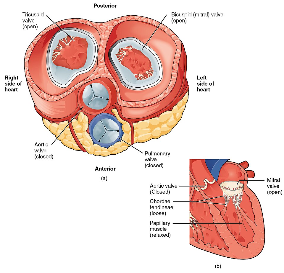 “2012_Blood_Flow_Relaxed_Ventricles” by OpenStax College is licensed under CC BY 3.0 Illustration showing blood flow in relaxed ventricles, with callout for mitral valve