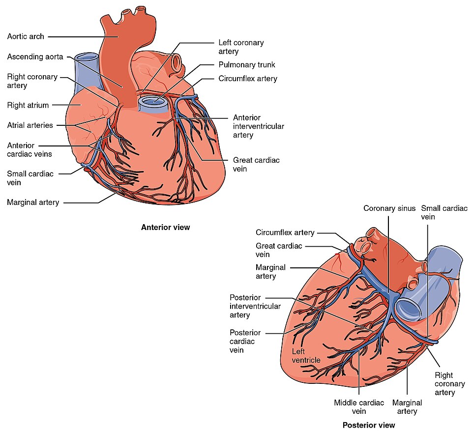 “2014ab_Coronary_Blood_Vessels” by OpenStax College is licensed under CC BY 3.0 Illustration showing coronary blood vessels on both anterior and posterior views of the heart