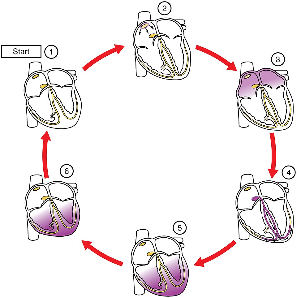“2019 Cardiac ConductionN” by OpenStax College is licensed under CC BY 3.0 Illustration showing process of cardiac conduction