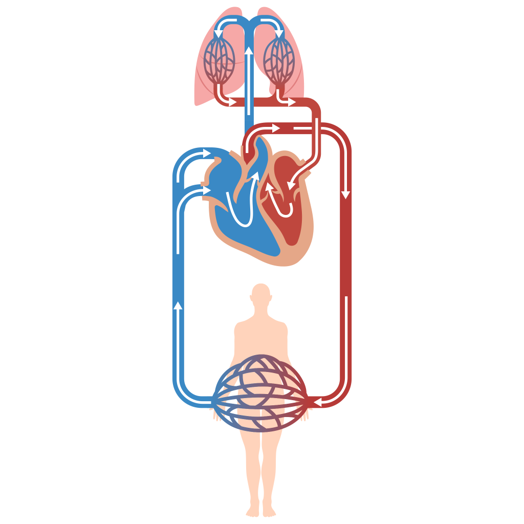“2119_Pulmonary_Circuit” by OpenStax College is licensed under CC BY 3.0 Illustration showing pulmonary circuit