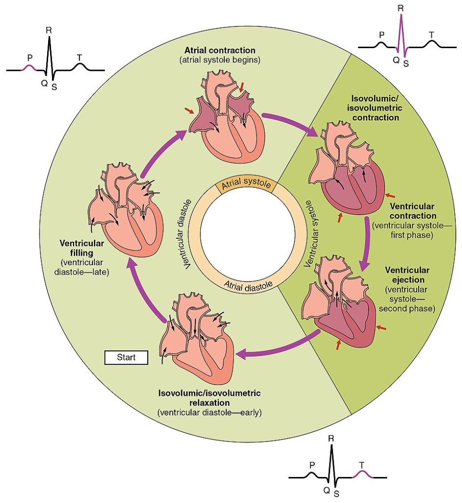 “2027_Phases_of_the_Cardiac_Cycle” by OpenStax College is licensed under CC BY 3.0 Illustration showing phases of the cardiac cycle