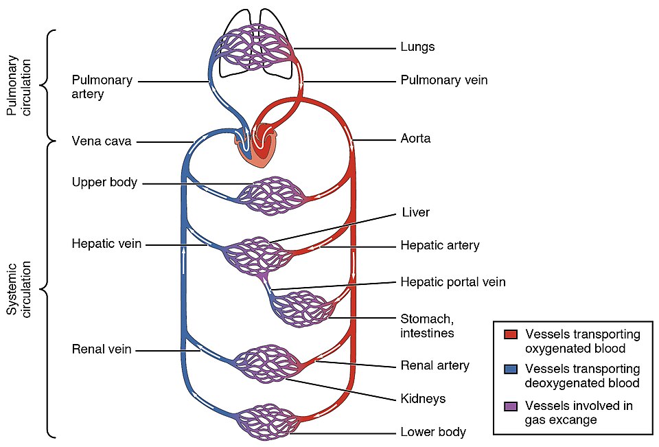 “2101_Blood_Flow_Through_the_Heart” by OpenStax College is licensed under CC BY 3.0 Illustration showing pulmonary and systemic circulation
