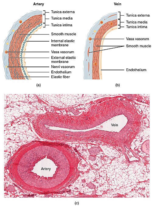 “2102_Comparison_of_Artery_and_Vein” by OpenStax College is licensed under CC BY 3.0 Illustration showing a comparison of an artery to a vein, along with a micrograph of both