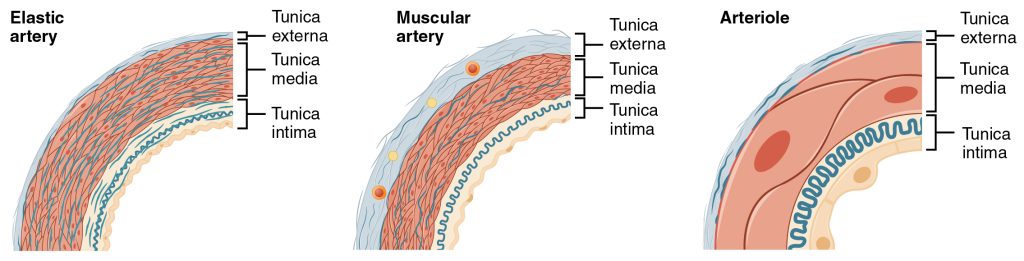 “2103_Muscular_and_Elastic_Artery_Arteriole” by OpenStax College is licensed under CC BY 3.0 Illustration showing an elastic artery, a muscular artery, and an arteriole
