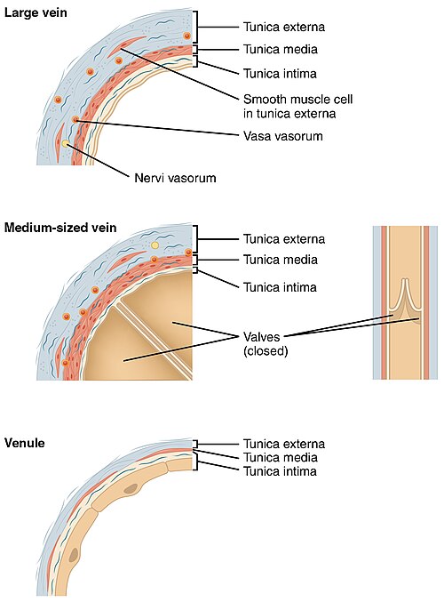 “2106_Large_Medium_Vein_Venule” by OpenStax College is licensed under CC BY 3.0 Illustration showing large and medium sized veins and the venule