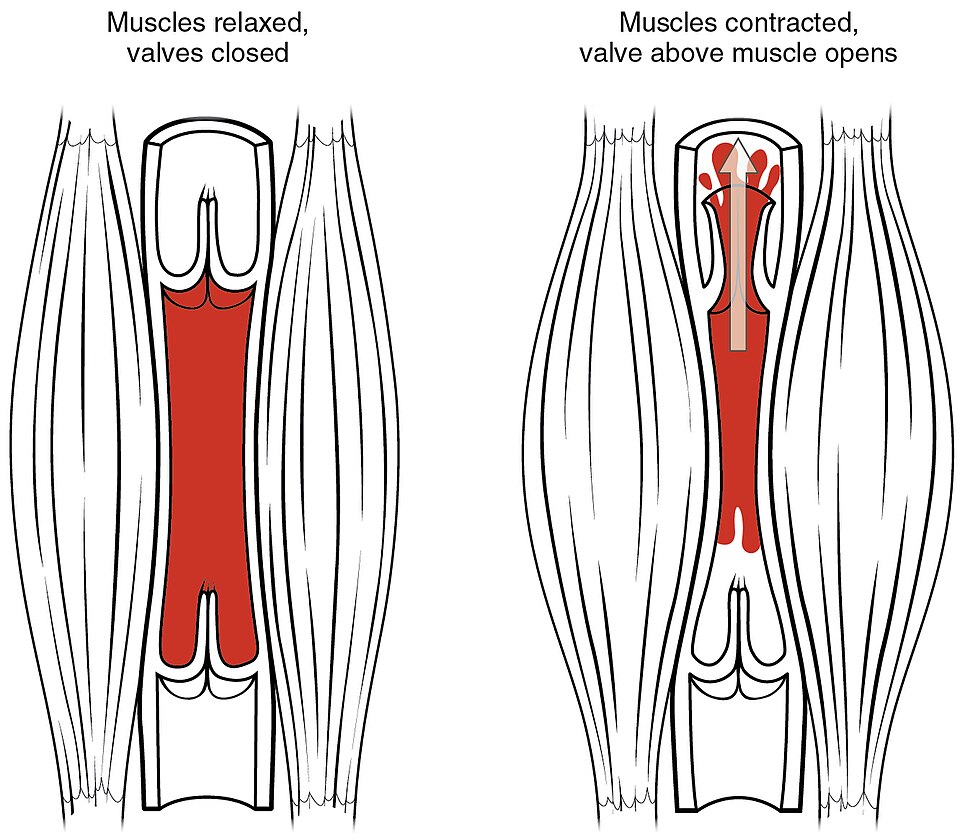 “2114_Skeletal_Muscle_Vein_Pump” by OpenStax College is licensed under CC BY 3.0 Illustration showing relaxed and contracted skeletal muscles