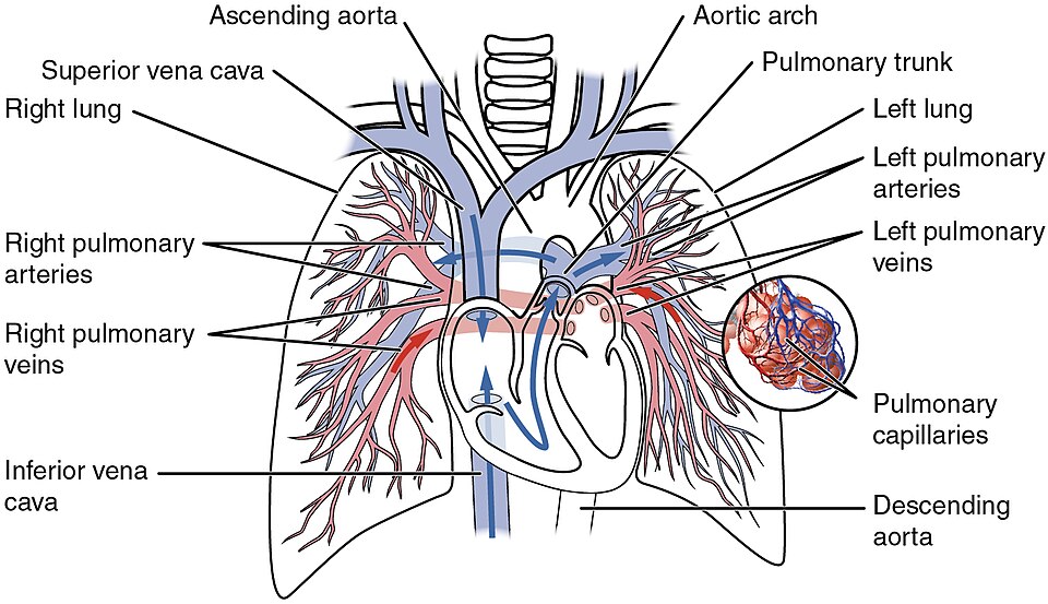 “2120_Major_Systemic_Artery” by OpenStax College is licensed under CC BY 3.0 Illustration showing major systemic artery with text labels