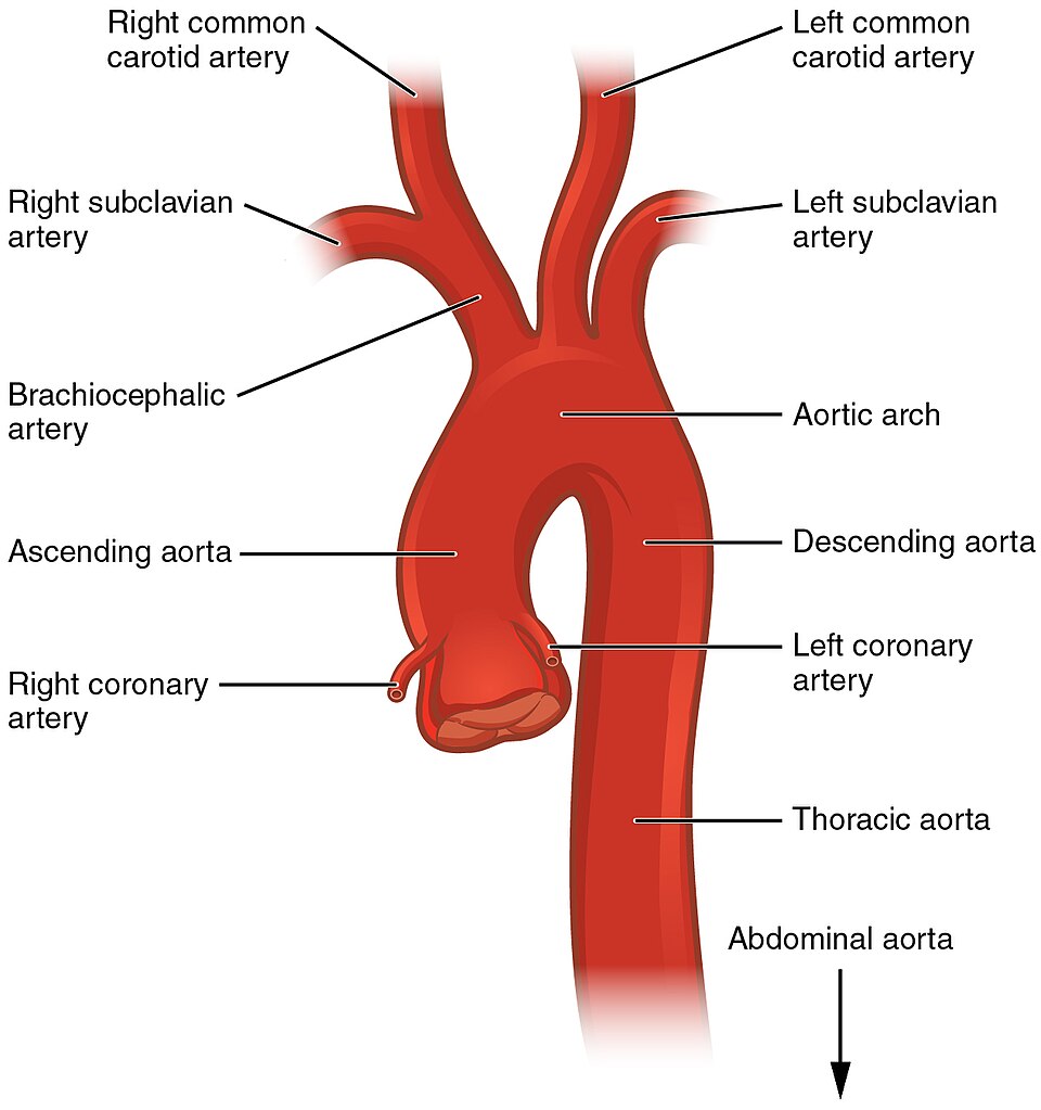 “2121_Aorta” by OpenStax College is licensed under CC BY 3.0 Illustration of the aorta with text labels for major regions