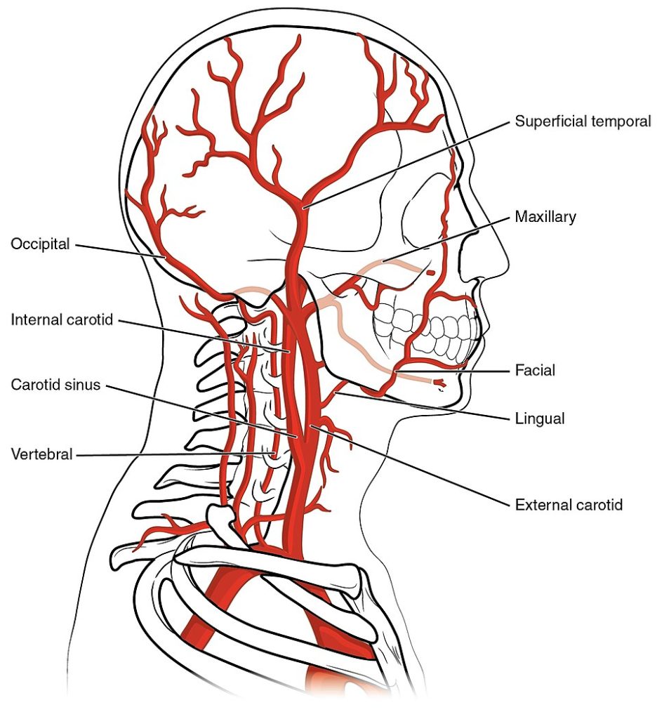 “2122_Common_Carotid_Artery” by OpenStax College is licensed under CC BY 3.0 Illustration showing common carotid artery location along with other arteries in the human head and neck