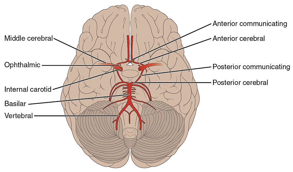 “2123_Arteries_of_the_Brain” by OpenStax College is licensed under CC BY 3.0 Illustration showing arteries of the brain