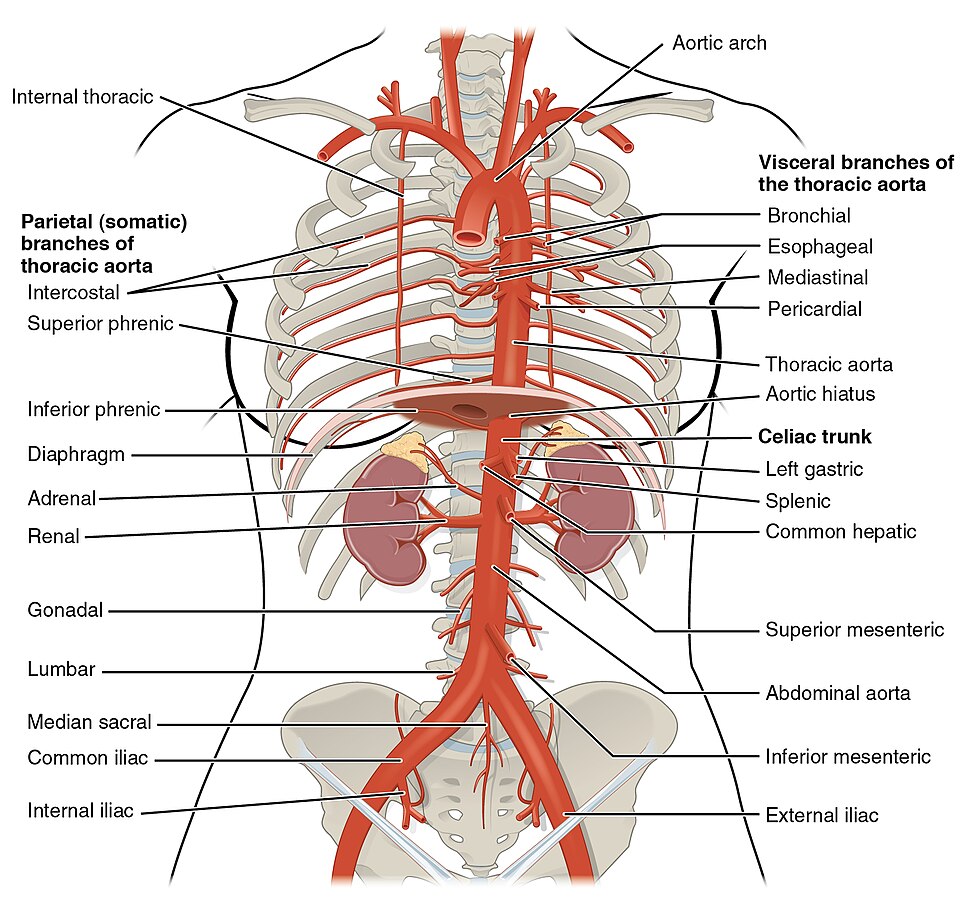 “2124_Thoracic_Abdominal_Arteries” by OpenStax College is licensed under CC BY 3.0 Illustration showing thoracic and abdominal arteries