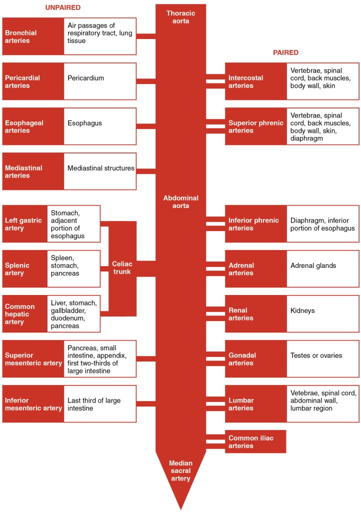 “2125_Thoracic_Abdominal_Arteries_Chart” by OpenStax College is licensed under CC BY 3.0 Chart showing unpaired and paired thoracic and abdominal arteries