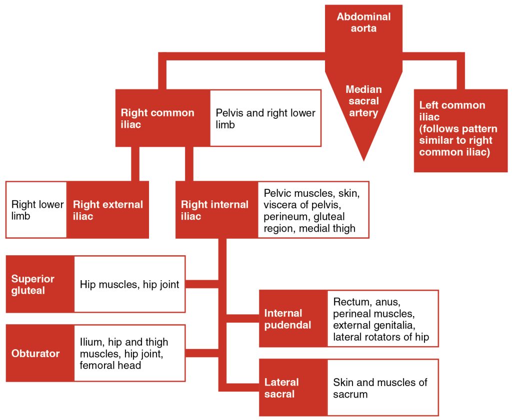 “2126_Iliac_Artery_Branches_Chart” by OpenStax College is licensed under CC BY 3.0 Chart showing Iliac artery branches