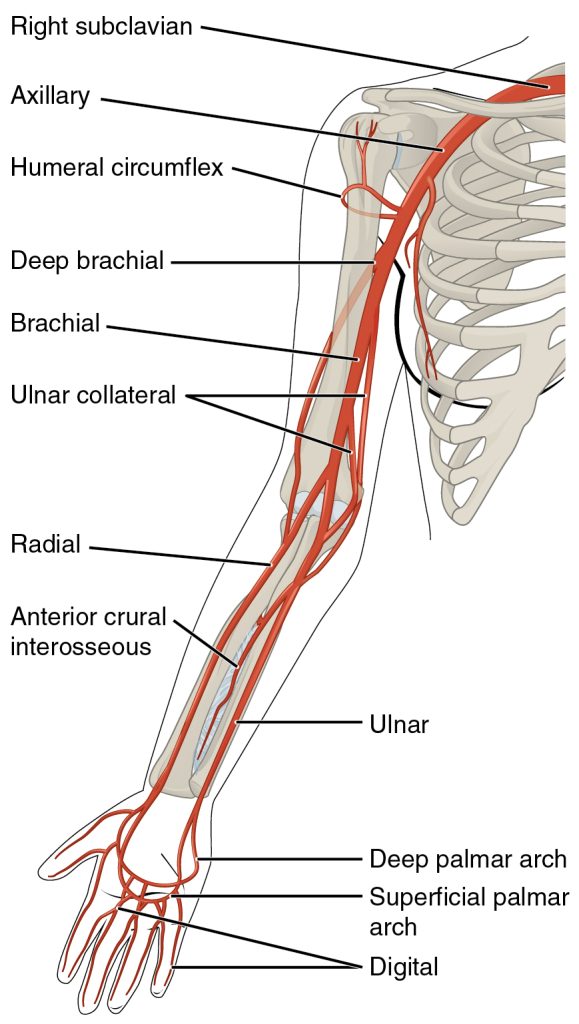 “2127_Thoracic_Upper_Limb_Arteries” by OpenStax College is licensed under CC BY 3.0 Illustration showing thoracic upper limb arteries