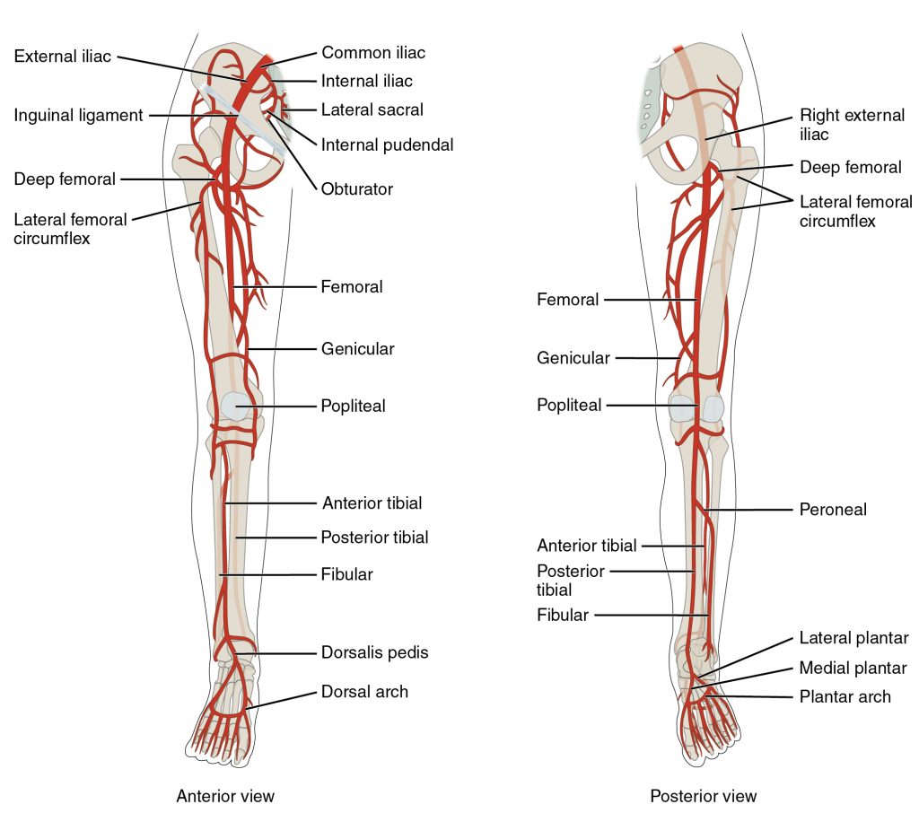 “2129ab_Lower_Limb_Arteries_Anterior_Posterior” by OpenStax College is licensed under CC BY 3.0 Illustration showing lower limb arteries in anterior and posterior views
