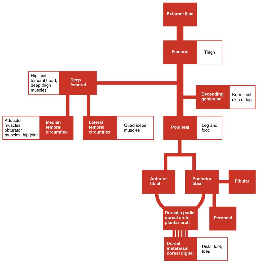 “2130_Lower_Limb_Arteries_Chart” by OpenStax College is licensed under CC BY 3.0 Chart depicting lower limb arteries