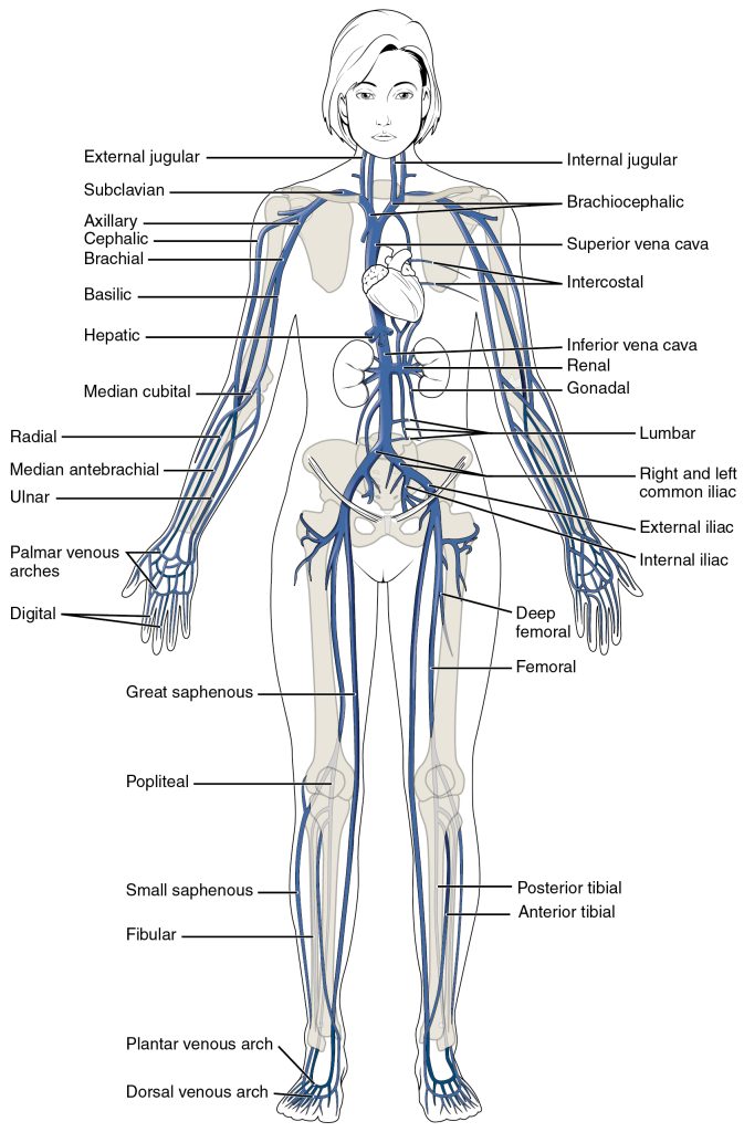 “2131_Major_Systematic_Veins” by OpenStax College is licensed under CC BY 3.0 Illustration showing location of systemic veins in a human figure with text labels