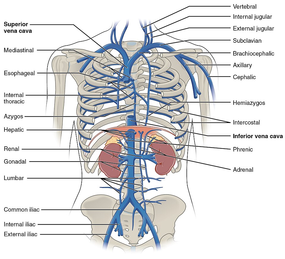 “2132_Thoracic_Abdominal_Veins” by OpenStax College is licensed under CC BY 3.0 Illustration showing location of thoracic veins with text labels