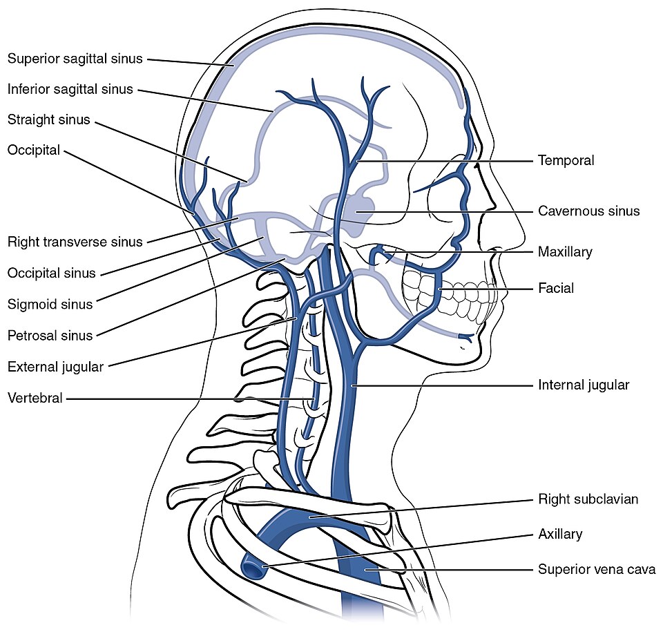 “2133_Head_and_Neck_Veins” by OpenStax College is licensed under CC BY 3.0 Illustration showing head and neck vein locations with text labels