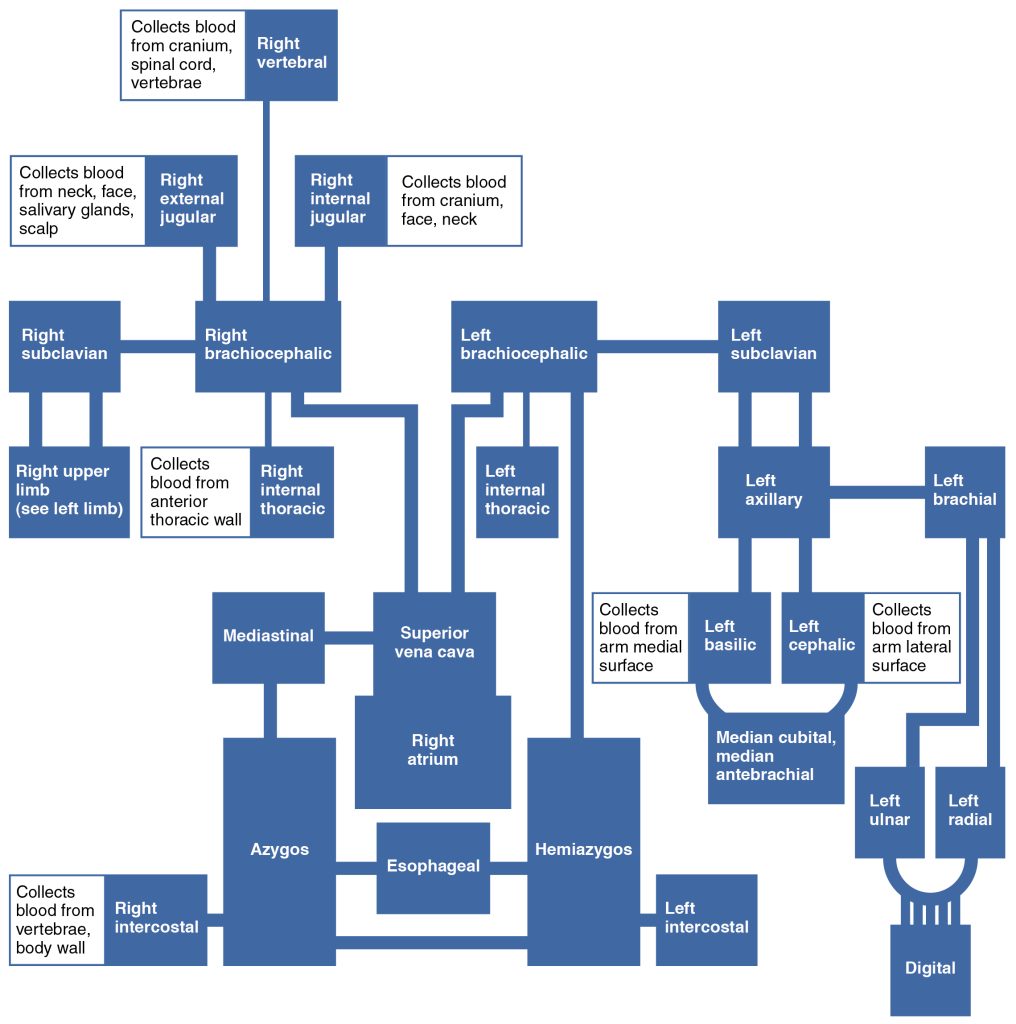 “2135_Veins_Draining_into_Superior_Vena_Cava_Chart” by OpenStax College is licensed under CC BY 3.0 Chart depicting veins draining into superior vena cava