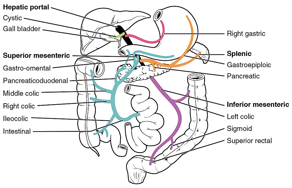 “2138_Hepatic_Portal_Vein_System” by OpenStax College is licensed under CC BY 3.0 Illustration showing hepatic portal vein system with text labels