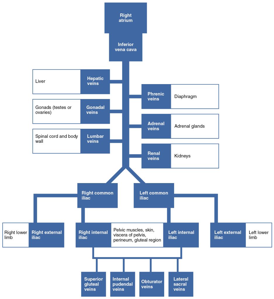 “2140_FlowChart_Veins_into_VenaCava” by OpenStax College is licensed under CC BY 3.0 Chart depicting flow of veins into vena cava