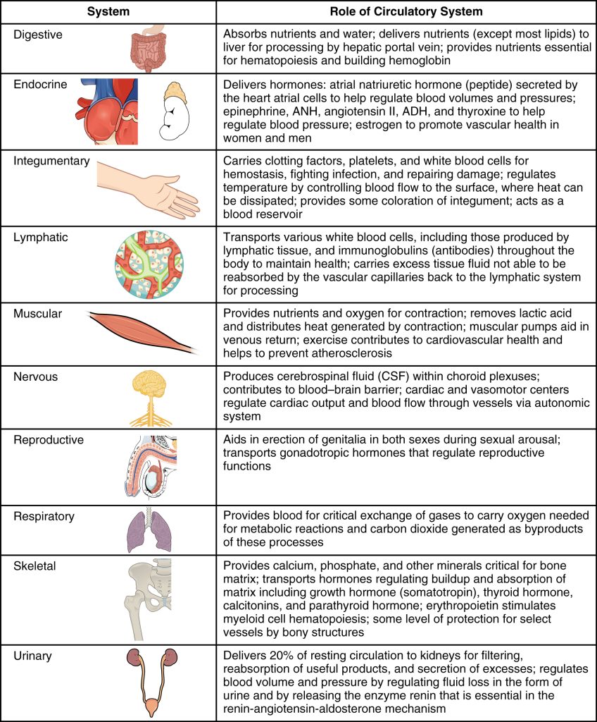 “2141_CircSyst_vs_OtherSystemsN” by OpenStax College is licensed under CC BY 3.0 Large table detailing the role of circulatory system within other body systems