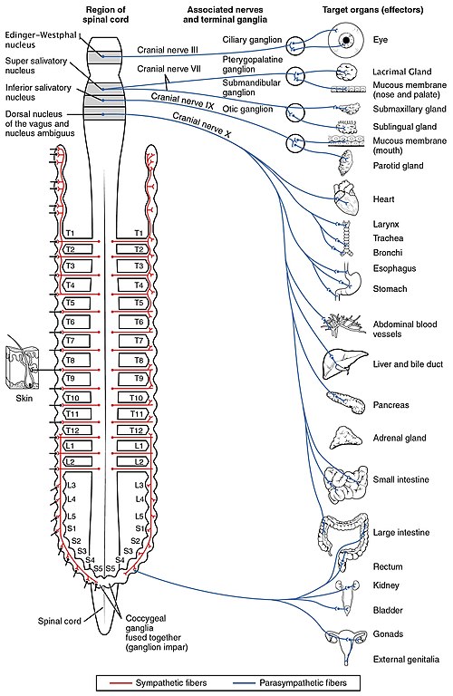 Illustration showing connections of the parasympathetic nervous system with labels